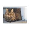 88289-596.jpg Brown Tabby Maine Coon Cat Framed Canvas