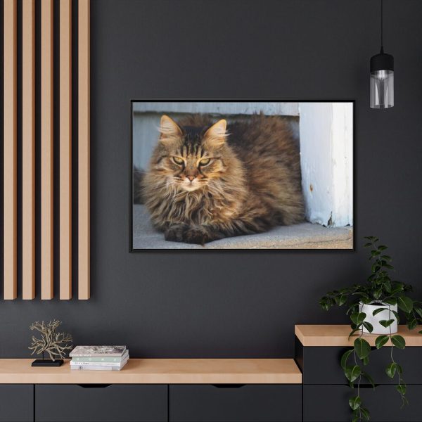 88289-599.jpg Brown Tabby Maine Coon Cat Framed Canvas