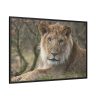 Beautiful Male Lion Framed Canvas