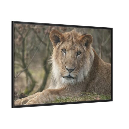 Beautiful Male Lion Framed Canvas