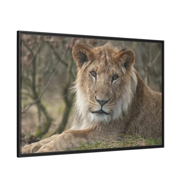 Beautiful Male Lion Framed Canvas