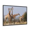 88289-605.jpg Free Giraffes in the Wild Framed Canvas