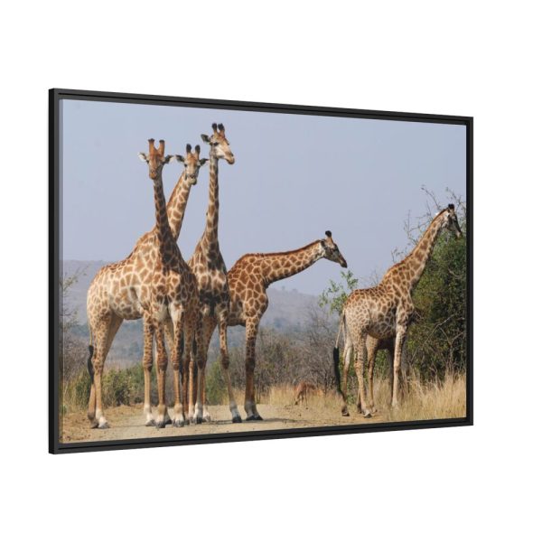 88289-605.jpg Free Giraffes in the Wild Framed Canvas