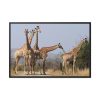 88289-606.jpg Free Giraffes in the Wild Framed Canvas