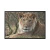Beautiful Male Lion Framed Canvas