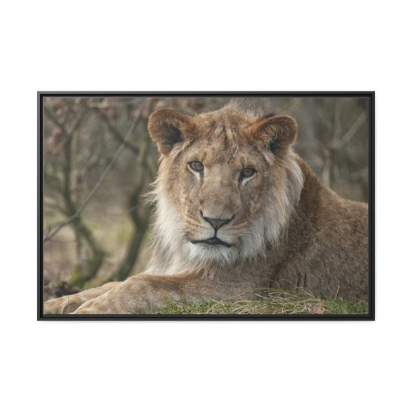 Beautiful Male Lion Framed Canvas