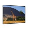 88289-610.jpg Giraffe in Savanna Framed Canvas