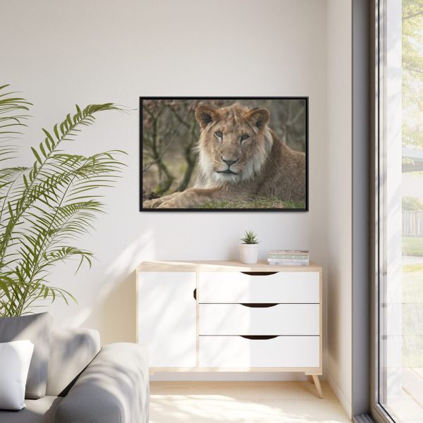 Beautiful Male Lion Framed Canvas