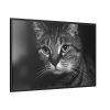 Cute European Shorthair Cat Framed Canvas