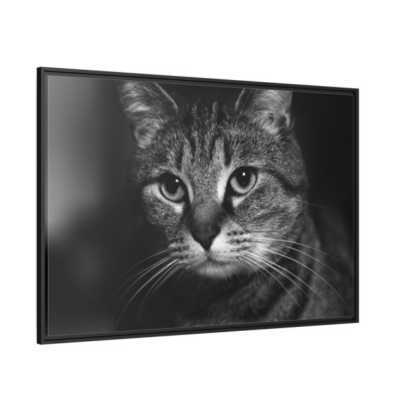 Cute European Shorthair Cat Framed Canvas