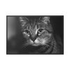 Cute European Shorthair Cat Framed Canvas