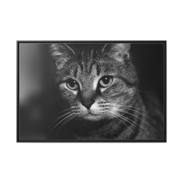 Cute European Shorthair Cat Framed Canvas