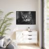 Cute European Shorthair Cat Framed Canvas