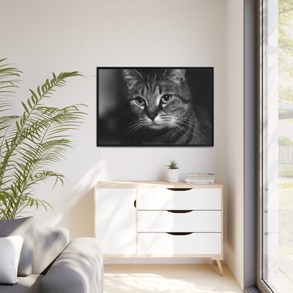 Cute European Shorthair Cat Framed Canvas
