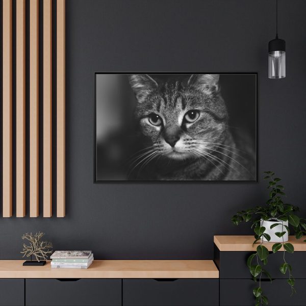 Cute European Shorthair Cat Framed Canvas