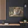 Beautiful Male Lion Framed Canvas