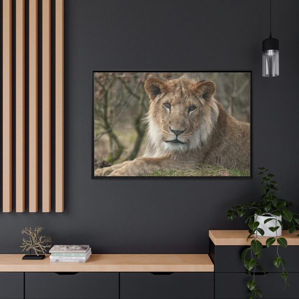Beautiful Male Lion Framed Canvas