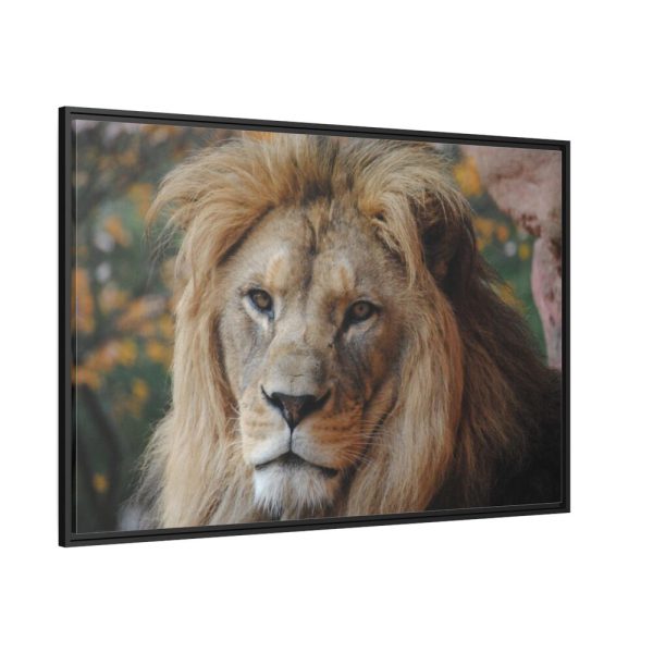 88289-65.jpg Lion Face Closeup Framed Canvas