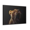 Lion Roar Framed Canvas