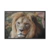 88289-66.jpg Lion Face Closeup Framed Canvas
