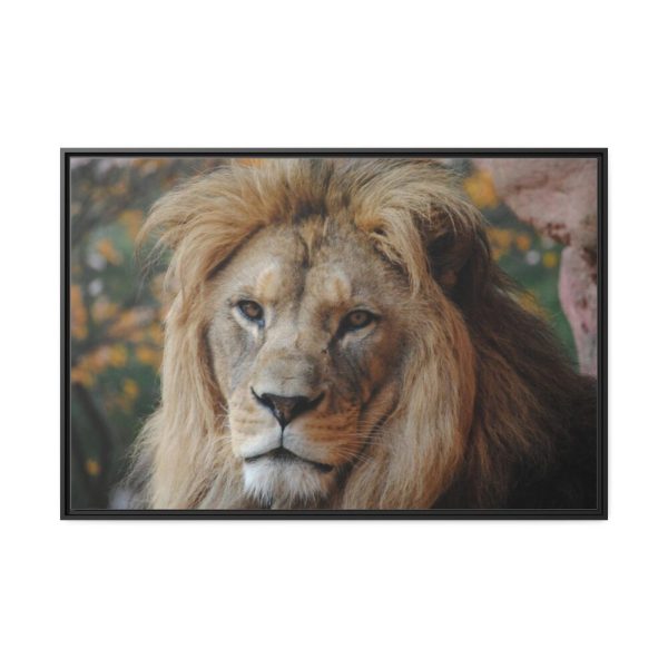 88289-66.jpg Lion Face Closeup Framed Canvas
