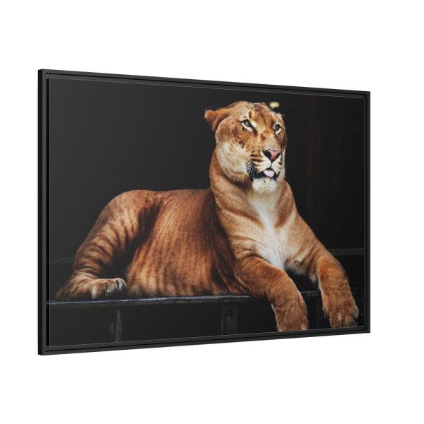 Hercules the Liger Framed Canvas