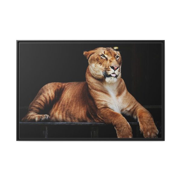 Hercules the Liger Framed Canvas