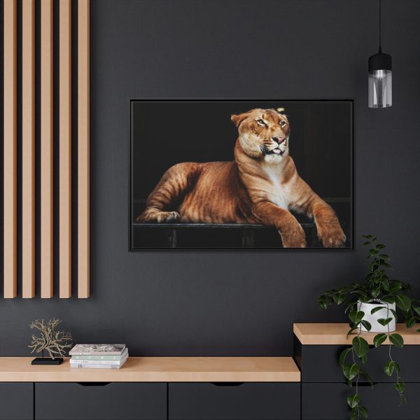 Hercules the Liger Framed Canvas