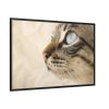 88289-680.jpg Cat with Large Blue Eye Framed Canvas