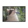 88289-686.jpg Cat and Lavender Framed Canvas