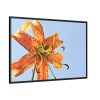 Lily Flower Framed Canvas