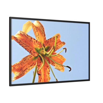 Lily Flower Framed Canvas