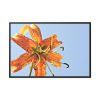 Lily Flower Framed Canvas