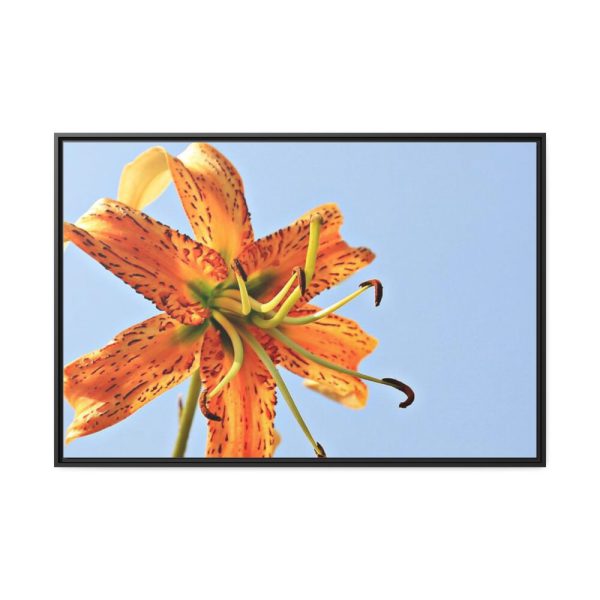 Lily Flower Framed Canvas