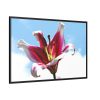 Garden Lily  Framed Canvas