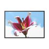 Garden Lily  Framed Canvas