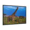 Giraffe in the Wild Framed Canvas