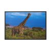 Giraffe in the Wild Framed Canvas