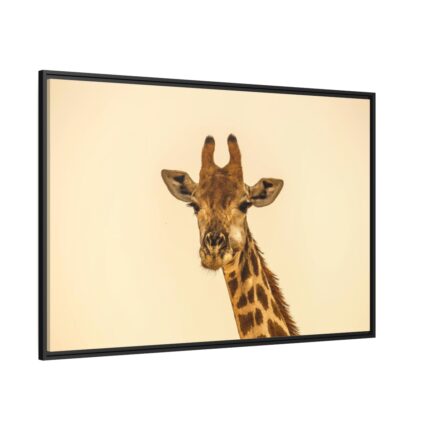 A Close up Geoffrey The Giraffe Framed Canvas