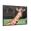 Giraffe at The Montgomery Zoo in Oak Park Framed Canvas