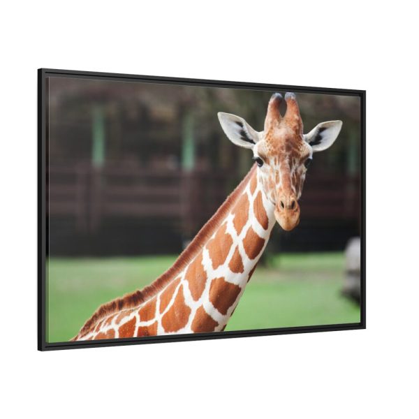 Giraffe at The Montgomery Zoo in Oak Park Framed Canvas