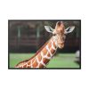 Giraffe at The Montgomery Zoo in Oak Park Framed Canvas