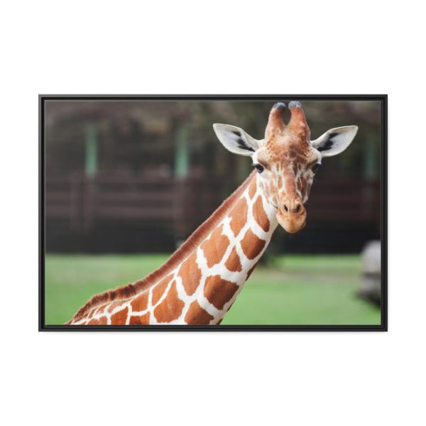 Giraffe at The Montgomery Zoo in Oak Park Framed Canvas