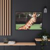Giraffe at The Montgomery Zoo in Oak Park Framed Canvas