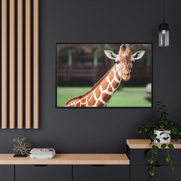 Giraffe at The Montgomery Zoo in Oak Park Framed Canvas