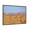 88289-730.jpg Three Giraffe in the Nature Framed Canvas