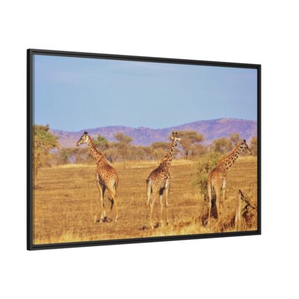 Three Giraffe in the Nature Framed Canvas