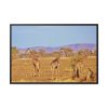 88289-731.jpg Three Giraffe in the Nature Framed Canvas