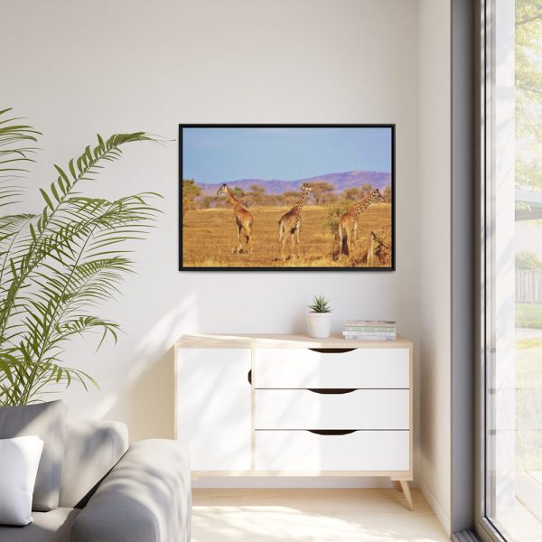 88289-733.jpg Three Giraffe in the Nature Framed Canvas