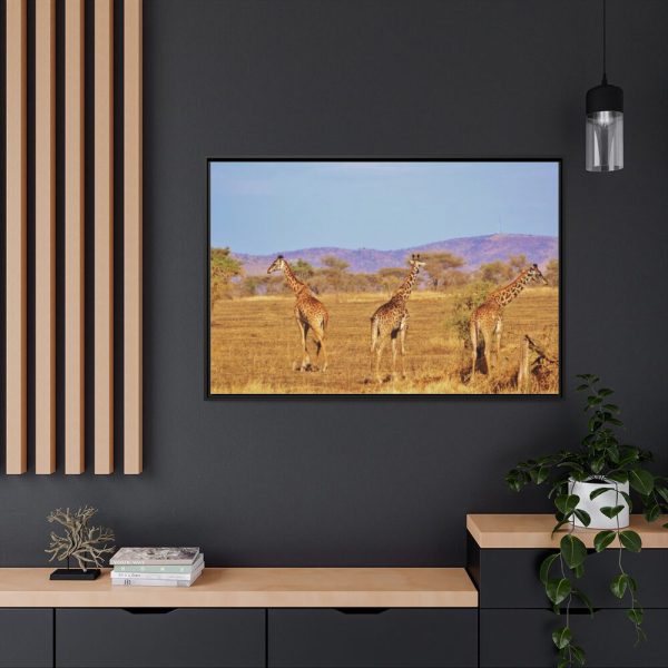 88289-734.jpg Three Giraffe in the Nature Framed Canvas